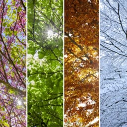 Picture of a tree in four seasons