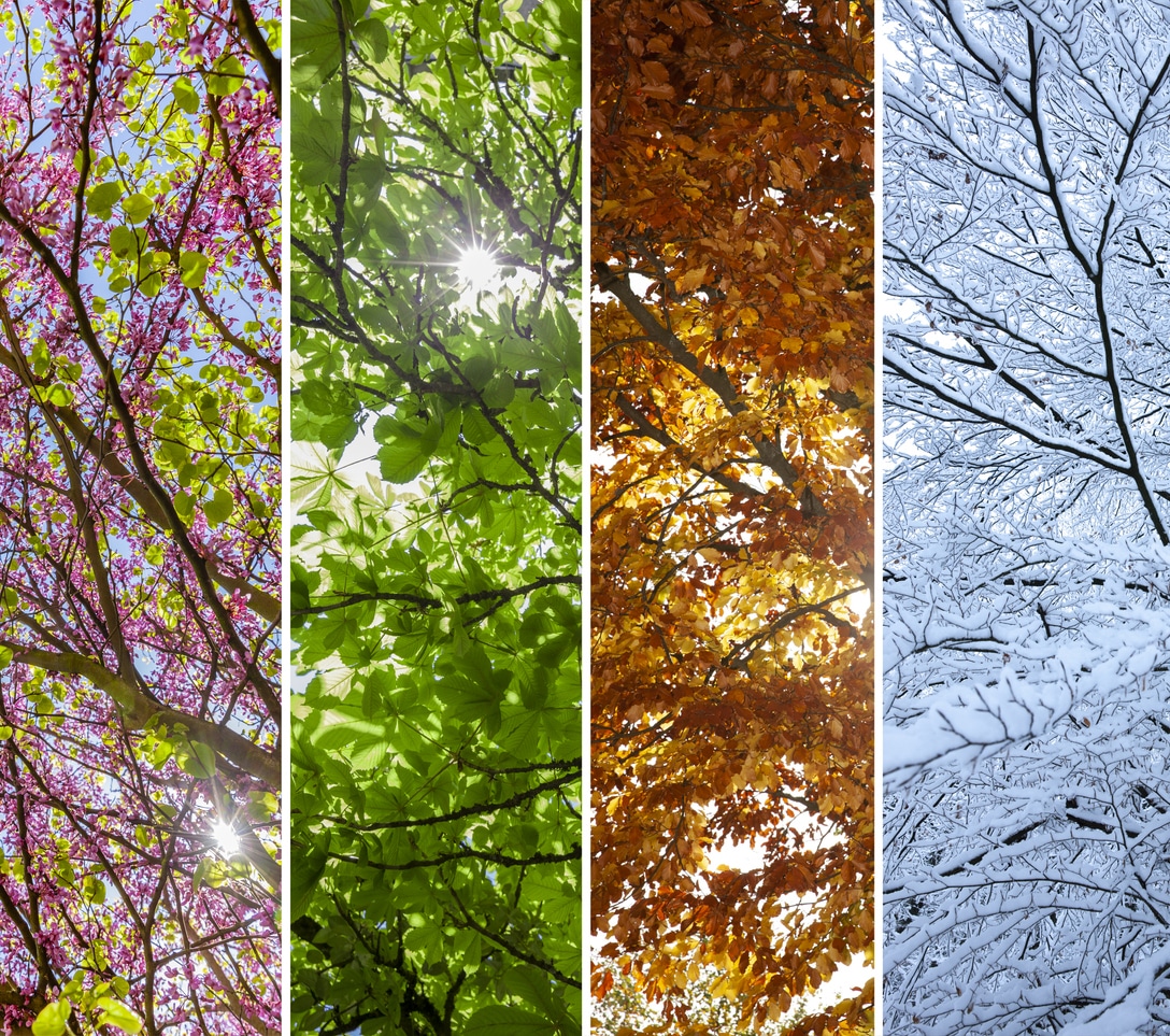 Picture of a tree in four seasons.